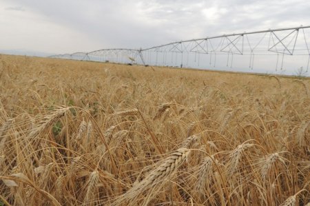 Füzuli rayonunda taxıl biçini mütəşəkkil keçirilir